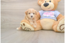 Maltipoo Pup Being Cute