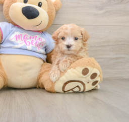 7 week old Maltipoo Puppy For Sale - Puppy Love PR