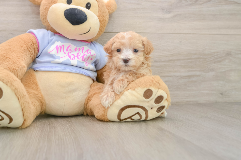 Best Maltipoo Baby