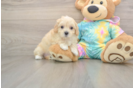 Maltipoo Puppy for Adoption