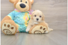 Funny Maltipoo Poodle Mix Pup