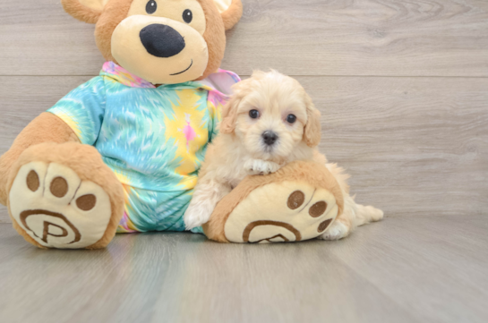 Funny Maltipoo Poodle Mix Pup