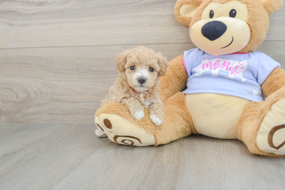 Happy Maltipoo Baby