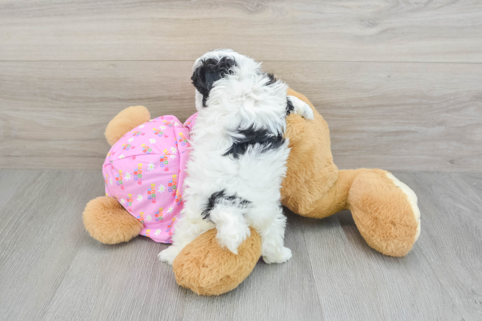 Maltipoo Pup Being Cute