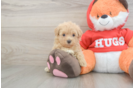 Maltipoo Puppy for Adoption