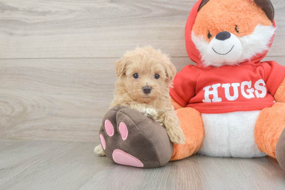 Maltipoo Puppy for Adoption