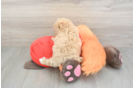 Maltipoo Pup Being Cute