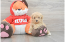 Best Maltipoo Baby