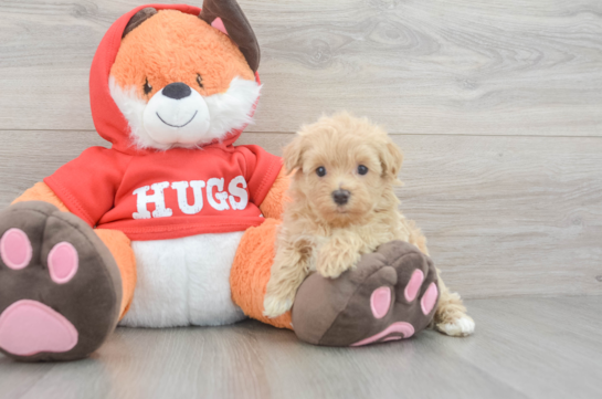 Best Maltipoo Baby