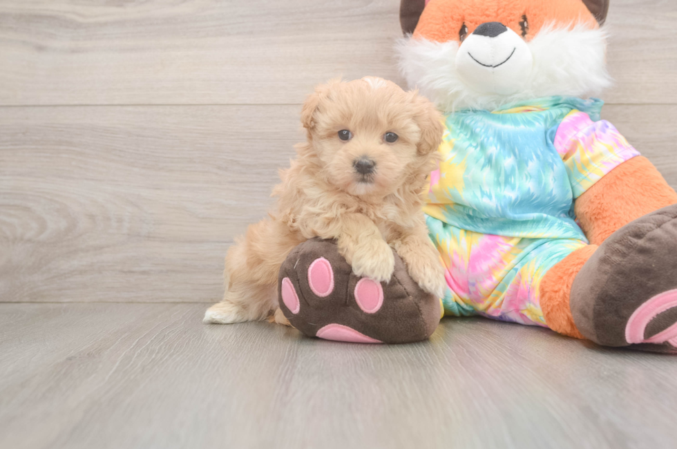 5 week old Maltipoo Puppy For Sale - Puppy Love PR