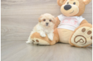 Friendly Maltipoo Baby