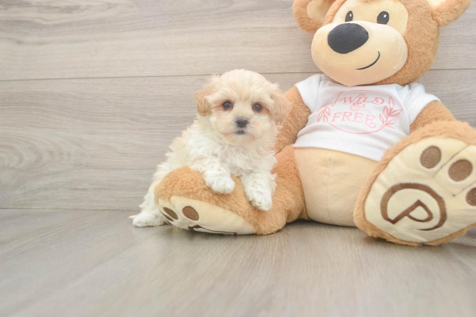 Friendly Maltipoo Baby
