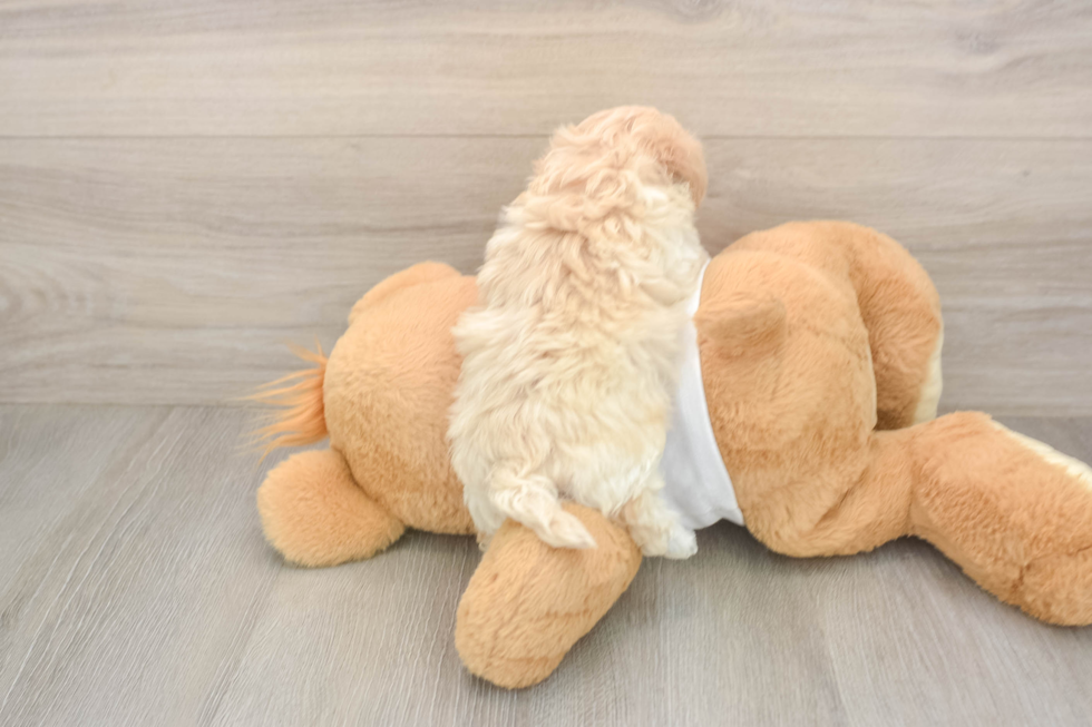 Sweet Maltipoo Baby