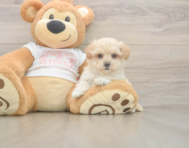 7 week old Maltipoo Puppy For Sale - Puppy Love PR
