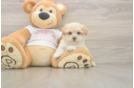 Maltipoo Puppy for Adoption