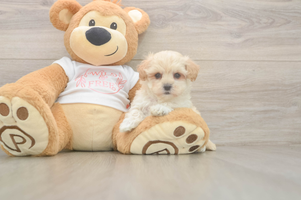 Maltipoo Puppy for Adoption