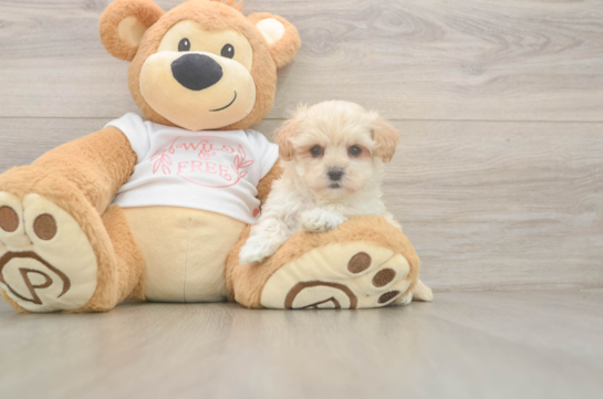 Maltipoo Puppy for Adoption