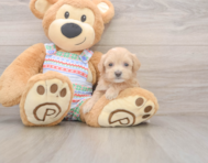 8 week old Maltipoo Puppy For Sale - Puppy Love PR