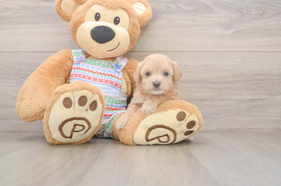 5 week old Maltipoo Puppy For Sale - Puppy Love PR