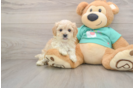 Fluffy Maltipoo Poodle Mix Pup