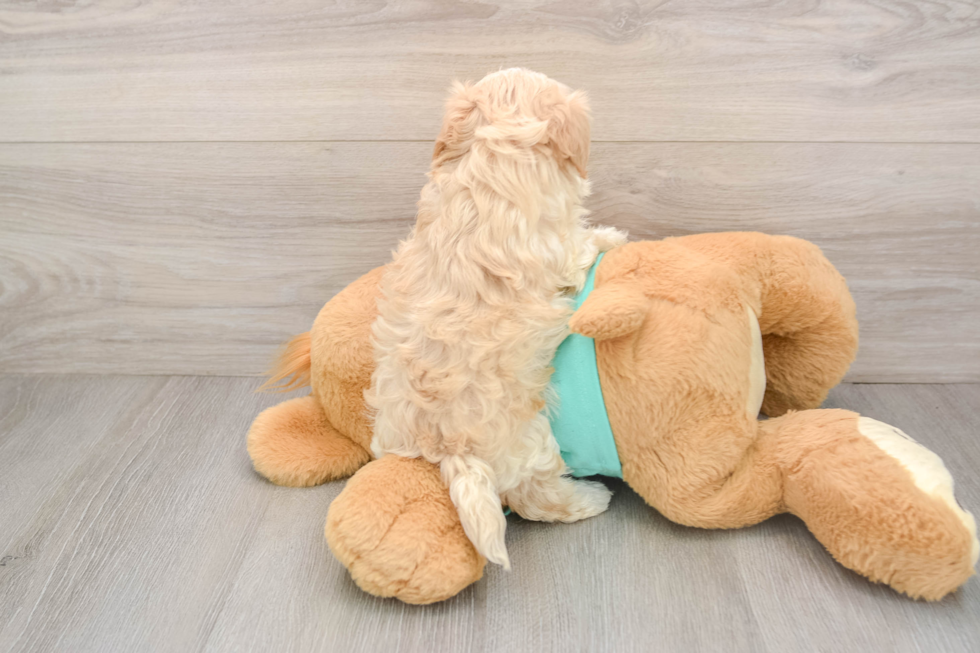 Best Maltipoo Baby