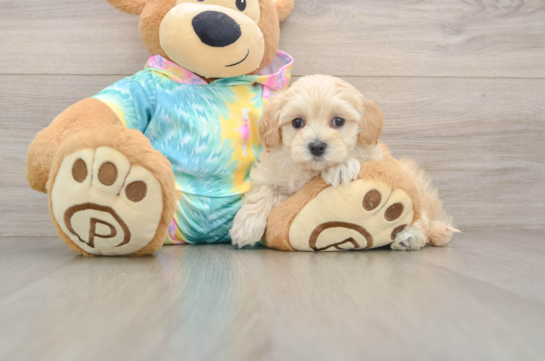 Friendly Maltipoo Baby