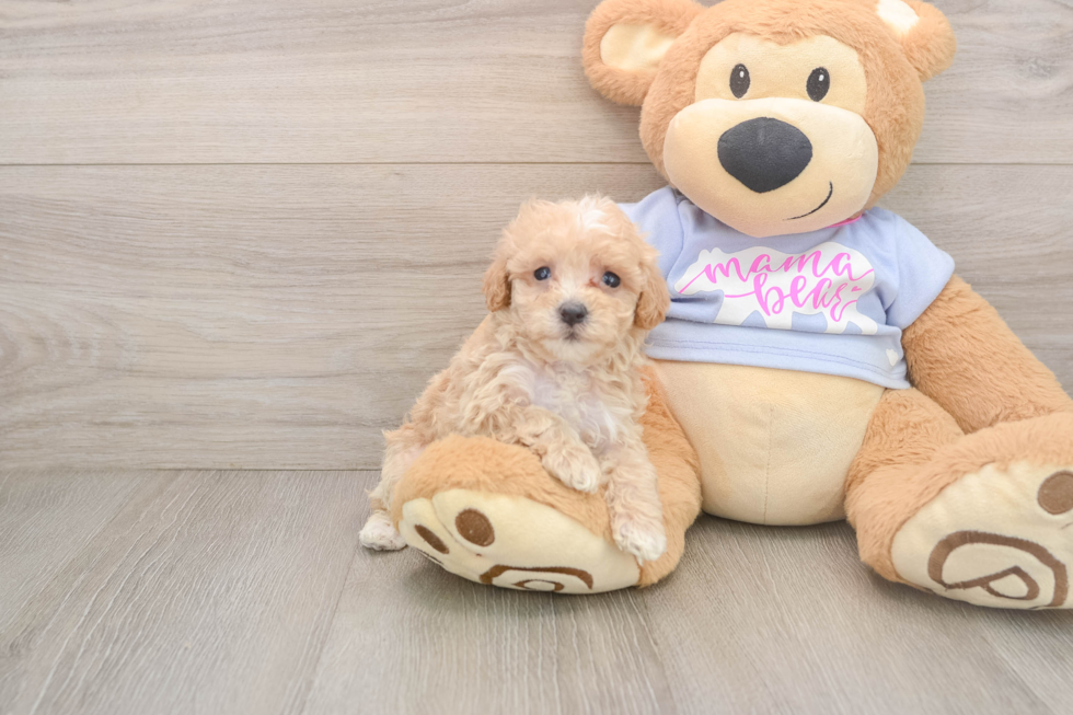 Maltipoo Puppy for Adoption