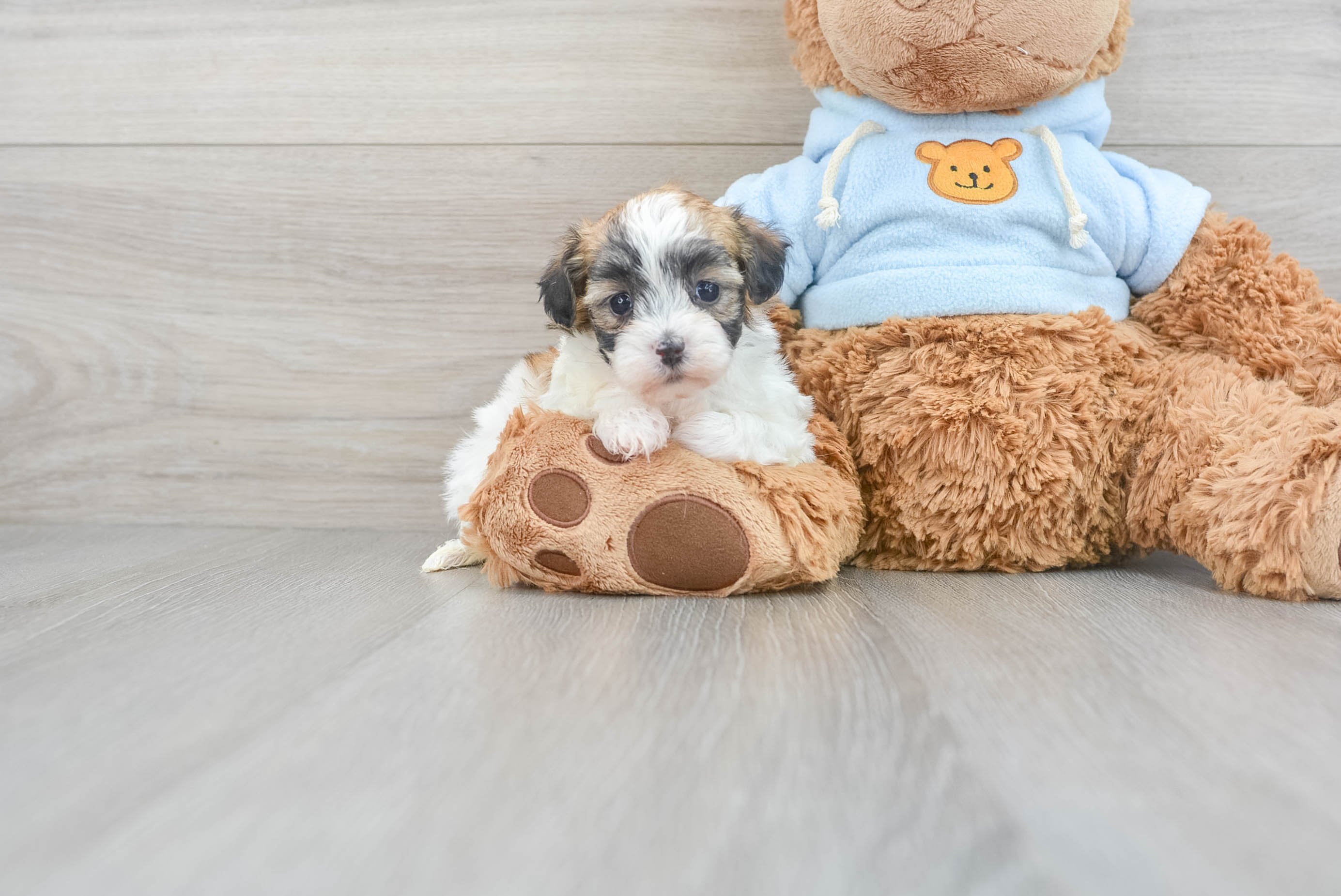 Small Maltipoo Baby