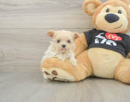 10 week old Maltipoo Puppy For Sale - Puppy Love PR