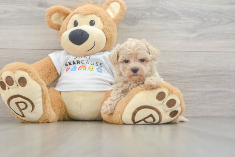 Maltipoo Pup Being Cute