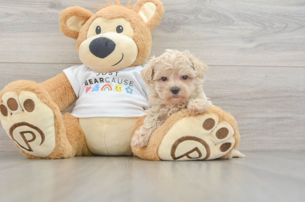 7 week old Maltipoo Puppy For Sale - Puppy Love PR