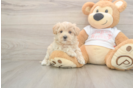 Fluffy Maltipoo Poodle Mix Pup