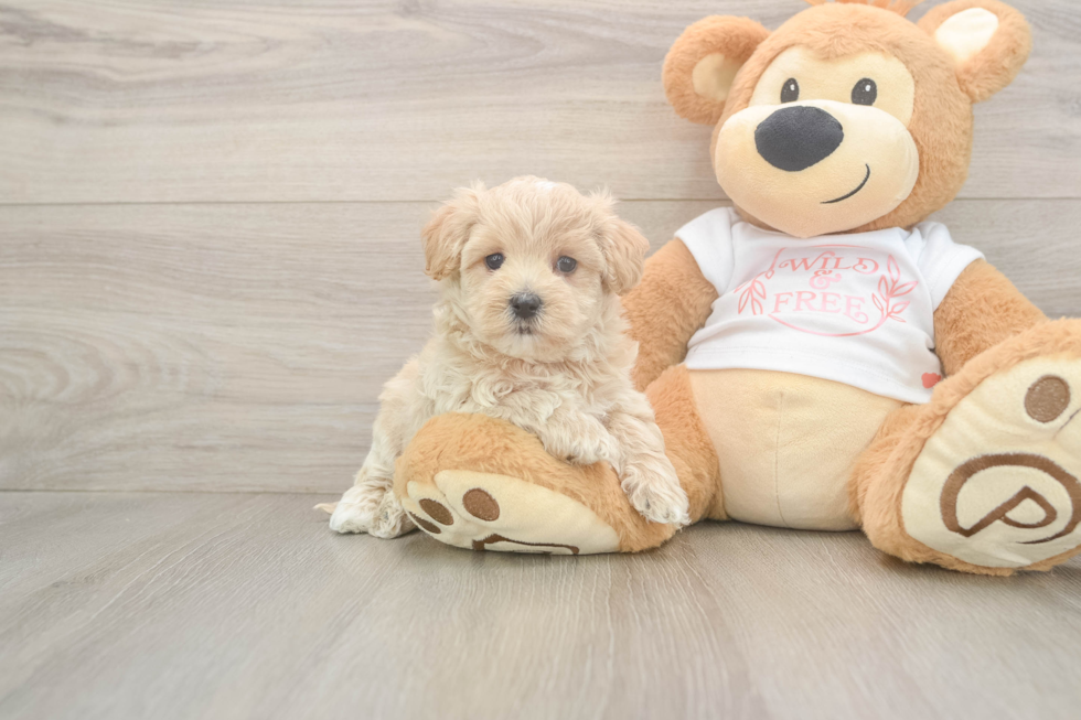 Fluffy Maltipoo Poodle Mix Pup