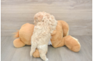 Energetic Malt Oodle Poodle Mix Puppy