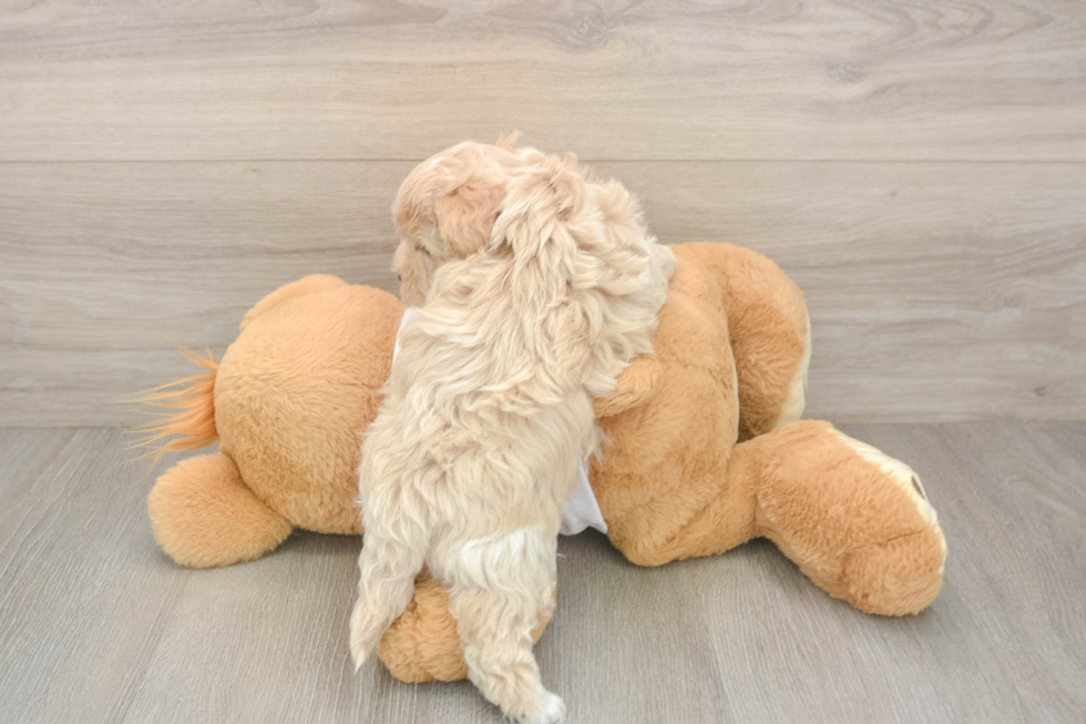 Energetic Malt Oodle Poodle Mix Puppy