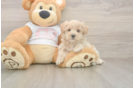 Best Maltipoo Baby