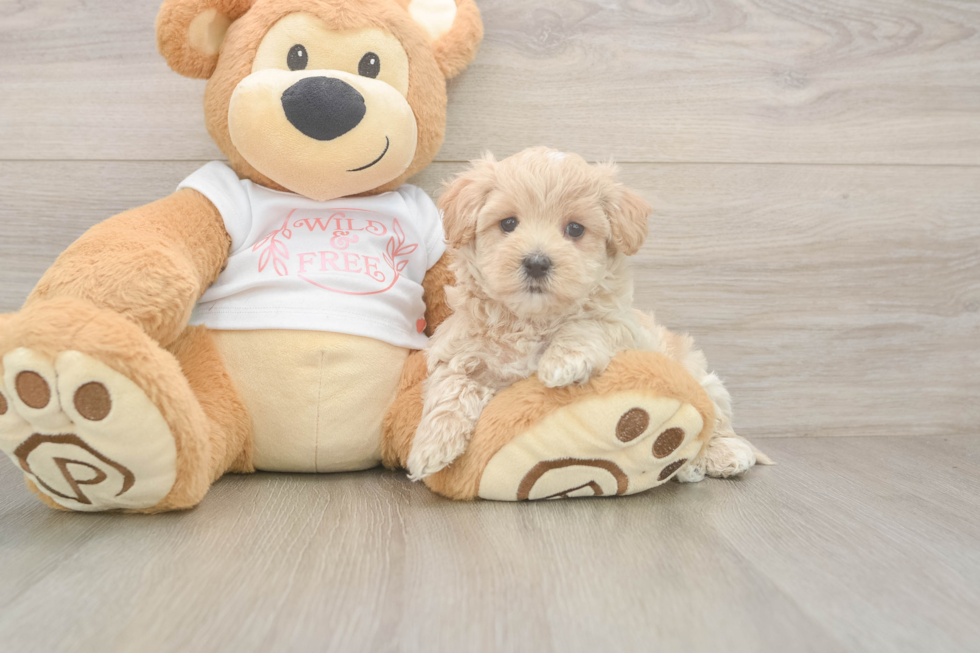 Best Maltipoo Baby