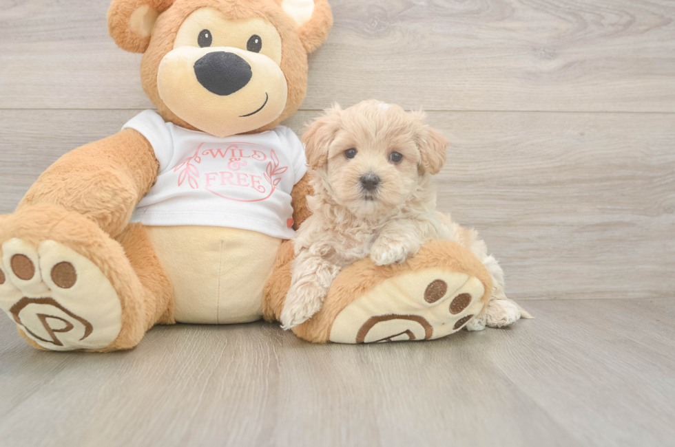 5 week old Maltipoo Puppy For Sale - Puppy Love PR