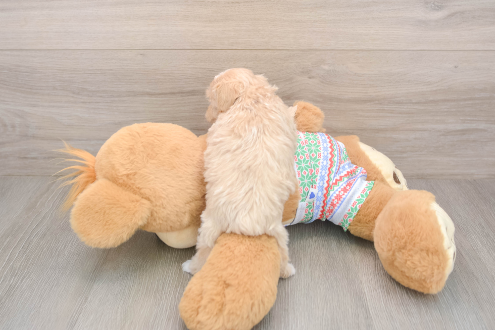 Maltipoo Pup Being Cute