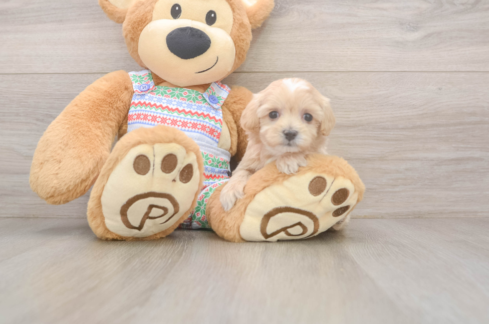 5 week old Maltipoo Puppy For Sale - Puppy Love PR