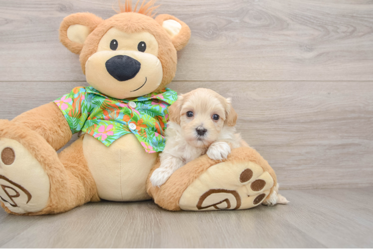 Adorable Malt Oodle Poodle Mix Puppy