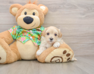 9 week old Maltipoo Puppy For Sale - Puppy Love PR