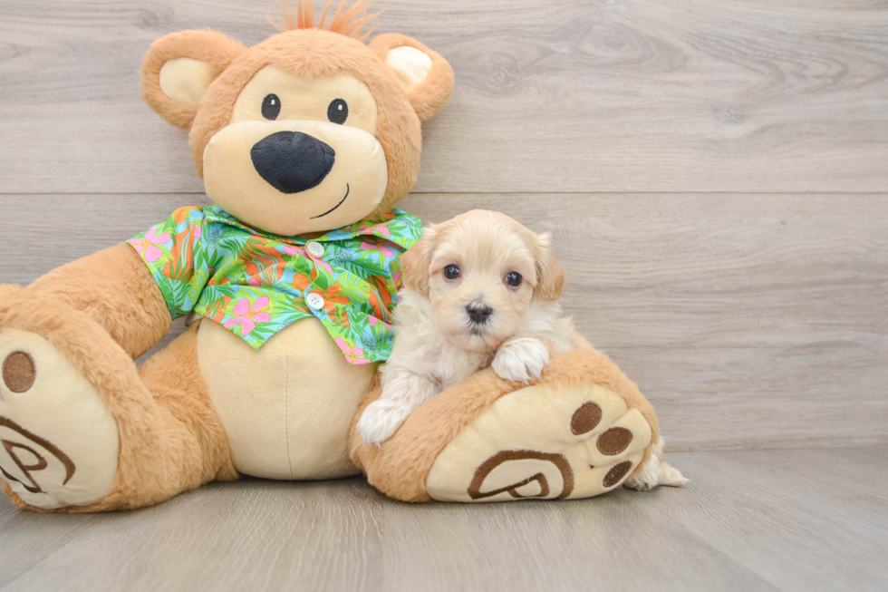 Adorable Malt Oodle Poodle Mix Puppy