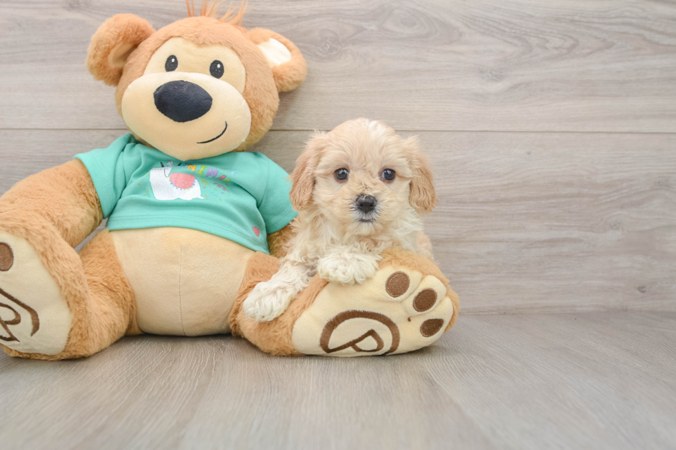 Maltipoo Pup Being Cute