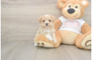 Sweet Maltipoo Baby