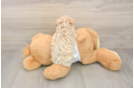 Maltipoo Puppy for Adoption