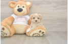 Maltipoo Puppy for Adoption