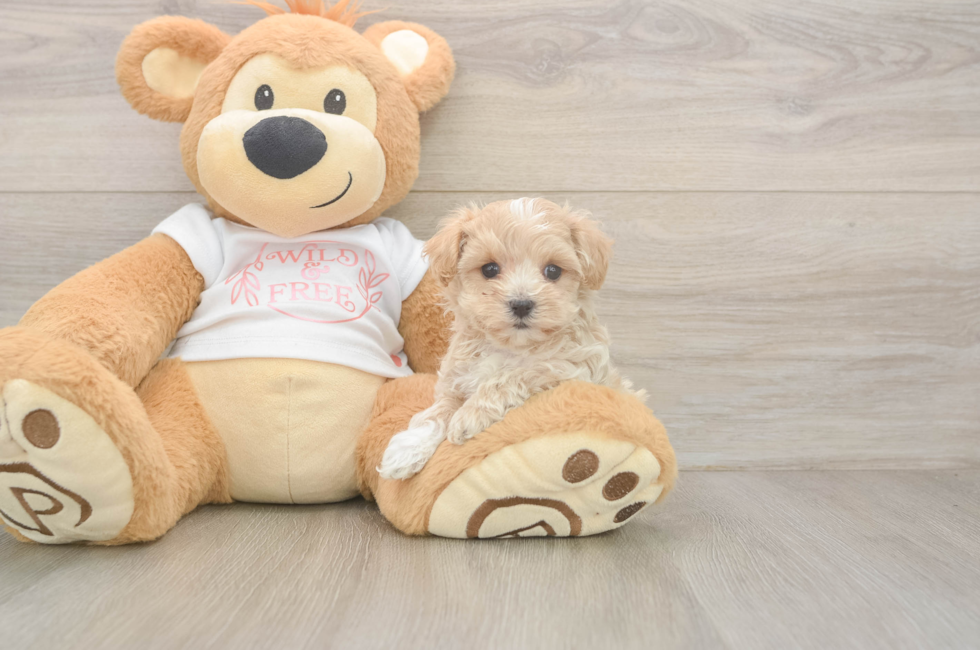 5 week old Maltipoo Puppy For Sale - Puppy Love PR