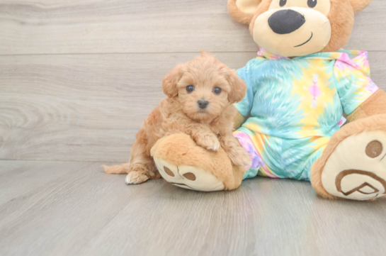 5 week old Maltipoo Puppy For Sale - Puppy Love PR Small Maltipoo Baby