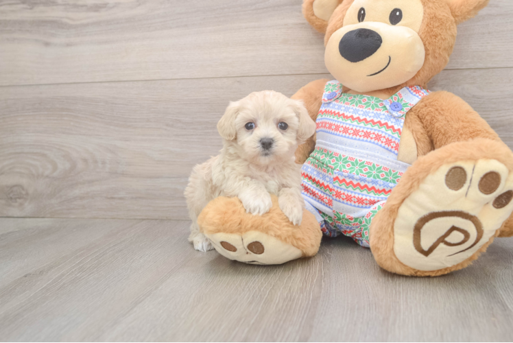 Best Maltipoo Baby